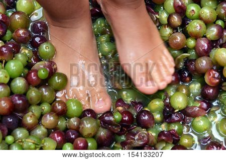 Wine Making Process