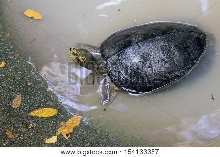Image of an eastern chicken turtle in pond. Cute baby turtles.