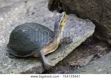 Image of an eastern chicken turtle in thailand
