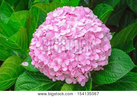 Hydrangeas blooming in the garden is beautiful, this flower is grown in the temperate zone
