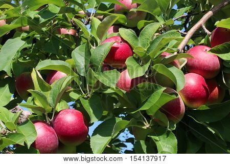 Apple fruit tree background with a bunch of red ripe apples on a branch as an agricultural harvest from an orchard.