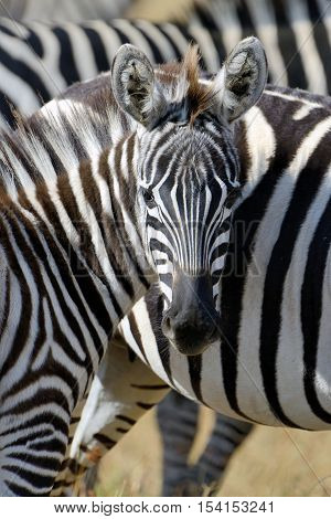 Zebra On Grassland In Africa