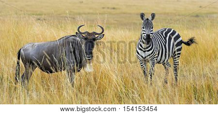 Zebra And Wildebeest On Grassland In Africa