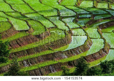 Stepping rice farm in Pa Pong Piang village Maechaem Chiangmai Thailand