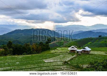 Stepping rice farm in Pa Pong Piang village Maechaem Chiangmai Thailand