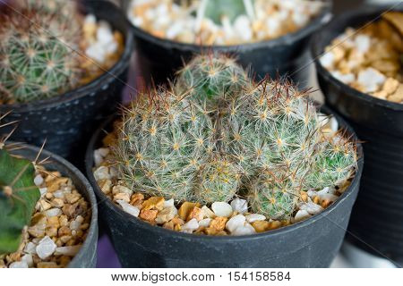 The cactus in the flowerpot on group