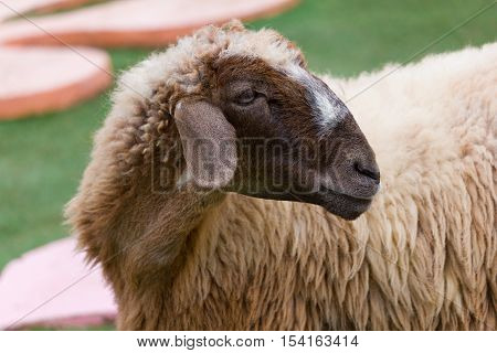 A brown sheep portrait in the park