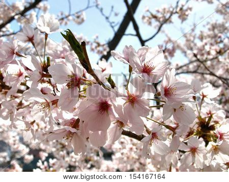Cherry blossom in osaka city  , japan