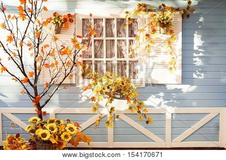 Marple Tree With Orange Leaves In Front Of Wooden House In Florida. Autumn Time