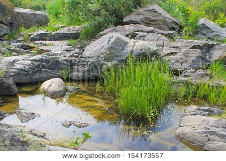 Flowering Rush (Butomus umbellatus) in a water