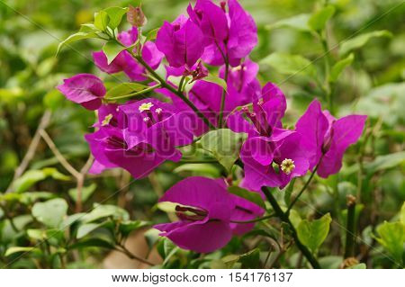 Bougainvillea flowers in rainforest, close view on green background.