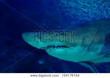 Shark's nose close-up. Deep blue, Turquoise, blue, emerald green, blue-green - the color cold water, swimming pool - Ocean