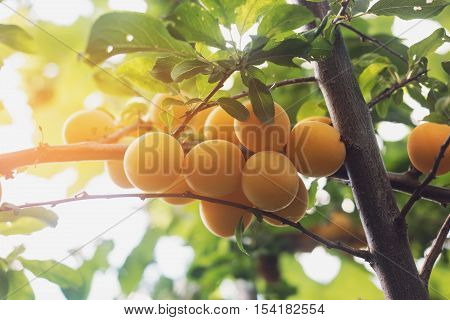 Yellow cherry plums. Fruits on tree branch. Ripe and juicy. Nice to have a garden.