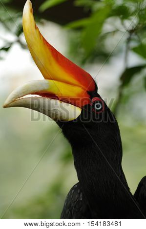 The largest species of hornbills, reaching a length of 122 cm. Bird Park, Kuala Lumpur, Malaysia. a side view in the wild on a background of green foliage, Malaysia