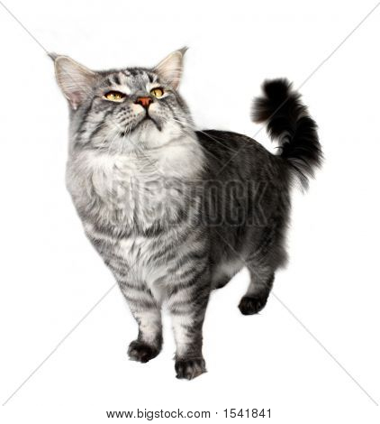 Junge Katze mainecoon
