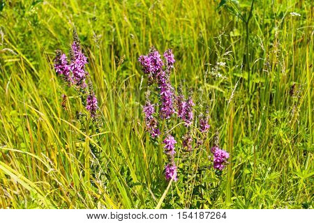 Purple Loosestrife (Lythrum Salicaria) on the meadow
