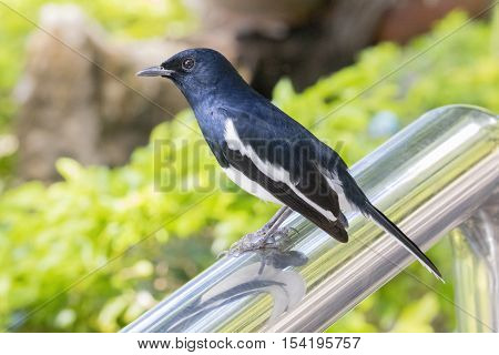 Image of a magpie perched on nature background.