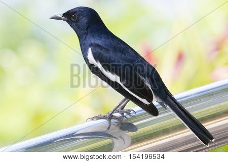 Image of a magpie perched on nature background.
