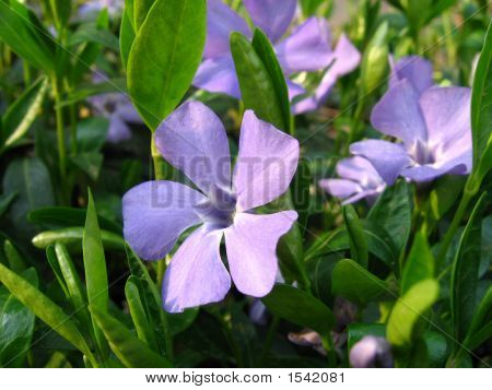 すみれ色の花