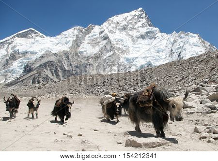 View of yaks (bos grunniens) group near Gorak Shep village on the way to Everest base camp - Nepal