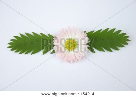 Floral Ornament