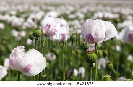 field of flowering opium poppy papaver somniferum
