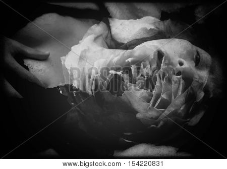 de-focused Asian sexy woman in black lace lingerie lying be in anguish emotion from broken-hearted double exposure with pink rose black vignette grunge style in antique black and white tone