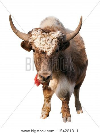 brown yak (Bos mutus) isolated on white background
