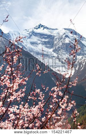 Front summit of Annapurna II 2 from Upper Pisang village with flowering apricot tree. Springtime in Annapurna circuit trekking trail round Annapurna route Nepal