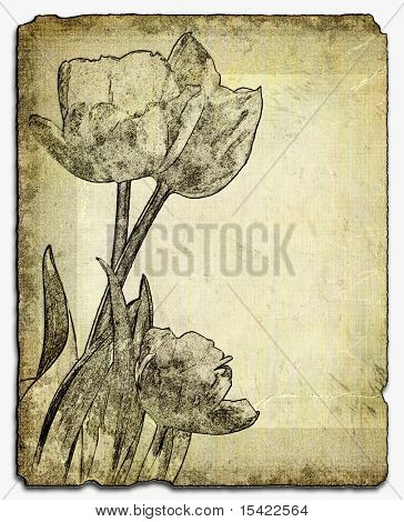 Vintage tulipaner