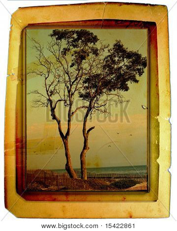 Vintage foto Card træ
