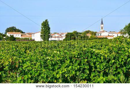 La Couarde sur Mer France - september 26 2016 : vineyard around the village in autumn