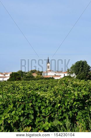 La Couarde sur Mer France - september 26 2016 : vineyard around the village in autumn