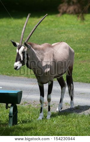 Gemsbok (Oryx gazella gazella), also known as the Southern oryx. Wildlife animal. 