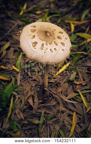 Macro-lepiota mushroom in the wood surrounded by deciduous leaves