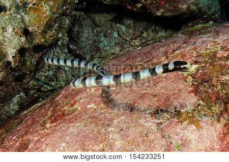 Banded Sea Snake (Krait)
