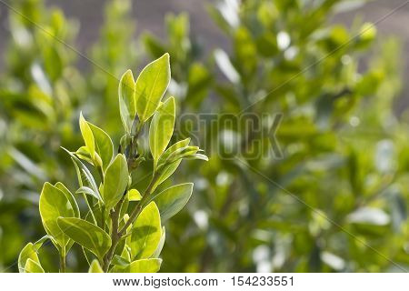 Closeup image of benjamina ficus leaves from a branch.