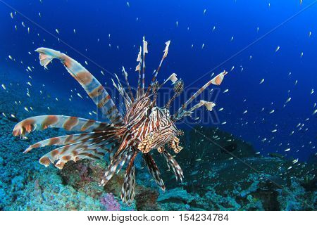 Lionfish
