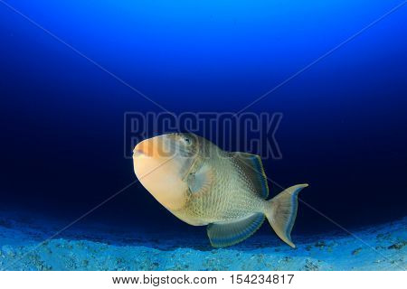 Yellowmargin Triggerfish fish