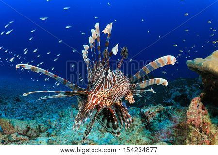 Lionfish