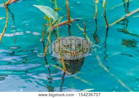 pool frog in a pond covered with duckweed densely water