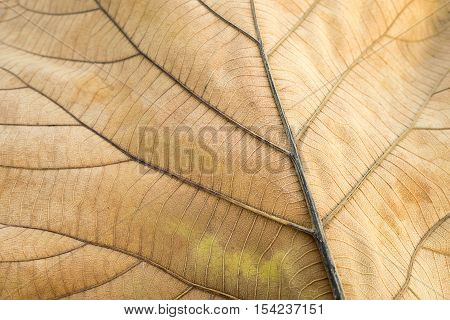 Closeup brown dry leaf texture background nature.