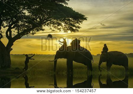 Lifestyle Collection paddy season with the elephants in Surin Thailand.