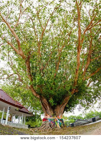 Big Bodhi Tree at Phromthep Cape phuket Thailand