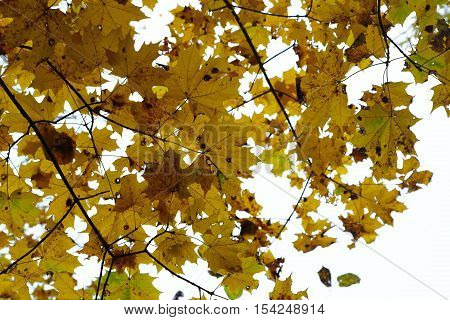 Autumn autumn leaves background. Tree branch with autumn maple leaves on white background.