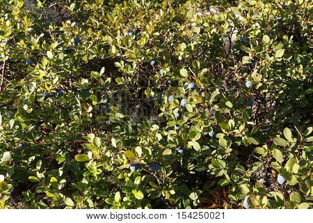 Blueberry bushes in the Arctic. Flora of arctic tundra