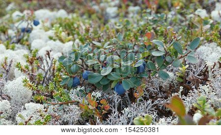 Blueberry bushes in the Arctic. Flora of arctic tundra