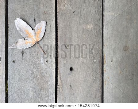 a maple leaf with autumn colors on it. text if used as background.
