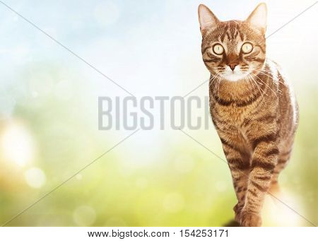 Cat posing - on summer blurry background