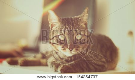 Cute Cat laying on computer table (vintage overlay)